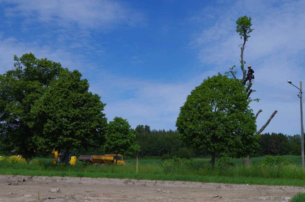 En arborist klättrade högt upp i ett träd och tog bilden lite längre ner på sidan.